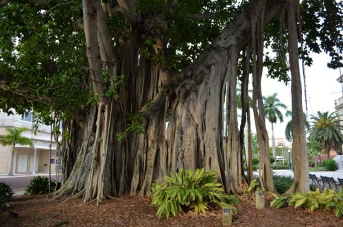 Von St. Pete Beach nach Fort Myers – Bild 18 von 24