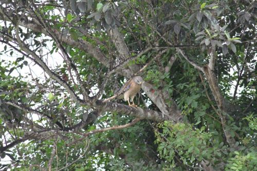 Von Naples durch die Everglades nach Key Largo – Bild 3 von 21