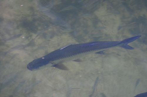 Von Naples durch die Everglades nach Key Largo – Bild 20 von 21